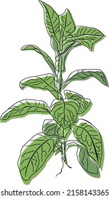 Tobacco Plant Illustration With Transparent Background