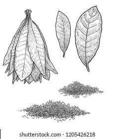 Tobacco Plant Leaf Illustration, Drawing, Engraving, Ink, Line Art, Vector