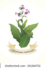 Tobacco Plant (Nicotiana Tabacum)