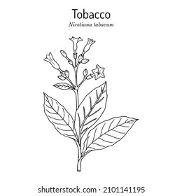 Tobacco plant (Nicotiana tabacum). Botanical hand-drawn vector illustration