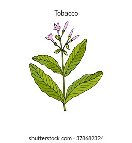 Tobacco Plant (Nicotiana Tabacum). Botanical Hand-drawn Vector Illustration