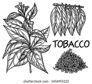 Tobacco Tree Hand Drawing Vintage Style. Tobacco Plant Leaf Illustration, Drawing, Engraving, Ink, Vector. Dried Chopped Tobacco.