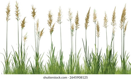Tobosa grass, Pleuraphis mutica, Hilaria mutica plant, isolated tree,, vector illustration, wild desert grass, native grassland flora, ornamental grass species, dryland nature.