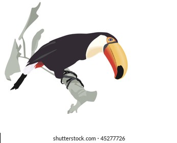 Toco Toucan