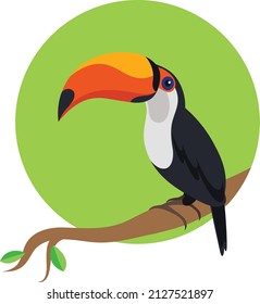 Toco Toucan bird isolated on a branch in the tropical rain forest