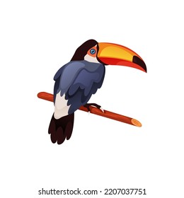 Toco Toucan Vogel, Vektorsymbol oder Clipart.