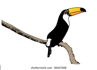 toco toucan bird vector illustration isolated on white background, with yellow beak, black and white feathers, and blue eyes, eps10
