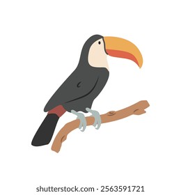 Toco toucan cartoon clipart. Toucan vector illustration in flat style. Hand-drawn wild animal concept