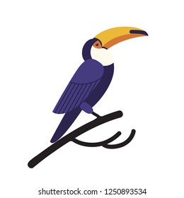Toco toucan isolated on white background. Gorgeous exotic tropical bird with large bright colored beak or bill sitting on branch. Wild fauna of America. Vector illustration in flat cartoon style