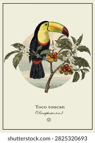 Toco toucan on coffee tree. Art for wall framed prints, interior print, Vintage Botanical Illustration, hand drawn, vector.