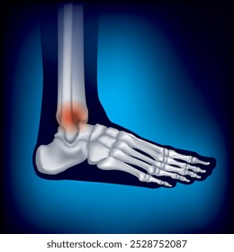 Toe Bone.Foot bone structure. Human leg anatomy illustration isolated on blue background.