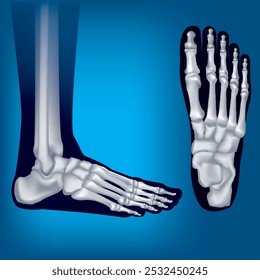 Toe Bone.Foot bone structure. Human leg anatomy illustration isolated on blue background.