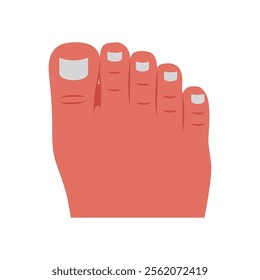 Toe, Human Body Part Illustration