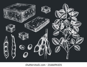 Tofu sketches collection on chalkboard. Sketched vegan vector illustrations. Traditional Asian food ingredients. Tofu, soybeans, and soya plant for packaging, menu, recipe, and product design