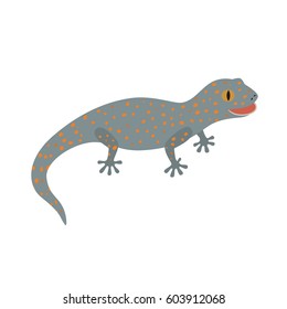 Tokay, Gecko, Calling gecko isolate white