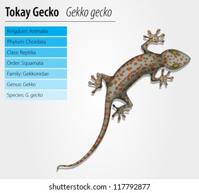 Tokay gecko - Gekko gecko- illustration on white background