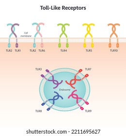 Toll-like Rezeptor Science, Vektorgrafik-Hintergrund