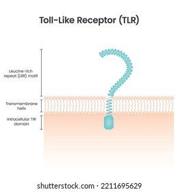 Toll-like receptor science vector illustration background graphic