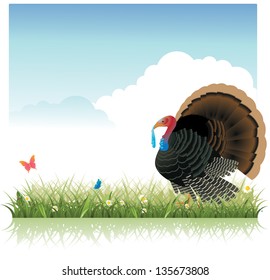 tom turkey in a field of grass. EPS 8 vector, grouped for easy editing. No open shapes or paths.