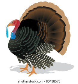 Tom Turkey A wild tom turkey isolated on white. Vector illustration. Grouped for easy editing.