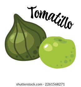 Tomatillo. Physalis. Tomatillo Mexican husk tomato fresh green fruit. Green tomatillo fruits. Flat vector illustration isolated on white