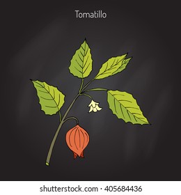 Tomatillo (Physalis Philadelphica), Or Husk Tomato, Mexican Groundcherry, Large-flowered Tomatillo. Hand Drawn Botanical Vector Illustration