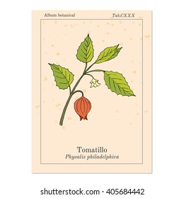 Tomatillo (Physalis Philadelphica), Or Husk Tomato, Mexican Groundcherry, Large-flowered Tomatillo. Hand Drawn Botanical Vector Illustration