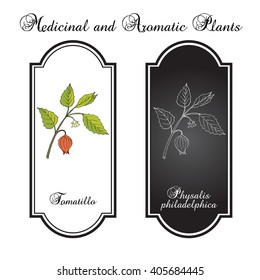 Tomatillo (Physalis Philadelphica), Or Husk Tomato, Mexican Groundcherry, Large-flowered Tomatillo. Hand Drawn Botanical Vector Illustration