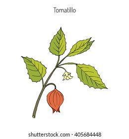 Tomatillo (Physalis Philadelphica), Or Husk Tomato, Mexican Groundcherry, Large-flowered Tomatillo. Hand Drawn Botanical Vector Illustration