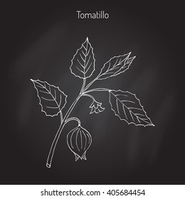 Tomatillo (Physalis Philadelphica), Or Husk Tomato, Mexican Groundcherry, Large-flowered Tomatillo. Hand Drawn Botanical Vector Illustration