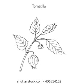 Tomatillo (Physalis Philadelphica), Or Husk Tomato, Mexican Groundcherry, Large-flowered Tomatillo. Hand Drawn Botanical Vector Illustration