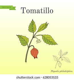 Tomatillo (Physalis Philadelphica), Or Husk Tomato, Mexican Groundcherry. Hand Drawn Botanical Vector Illustration