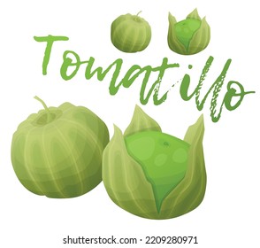 Tomatillo vector icon isolated on white backkground, green vegetables group cartoon illustration. Organic fresh food ingredient for mexican kitchen, tomatillo verde plant drawing