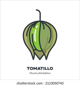 Tomatillo vegetable icon, outline with color fill style vector illustration