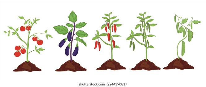 Tomate, berenjena, pimienta roja, pimienta verde, plantas de pepino. Ilustración vectorial de saplings vegetales.