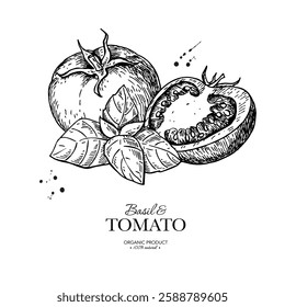 Tomato with basil leaves vector drawing. Whole and sliced tomatoes with basil branch sketch. Hand drawn food illustration. Vegetable and herb flavor ingredients. Package design element, label, banner