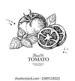 Tomato with basil leaves vector drawing. Whole and sliced tomatoes with basil branch sketch. Hand drawn food illustration. Vegetable and herb flavor ingredients. Package design element, label, banner