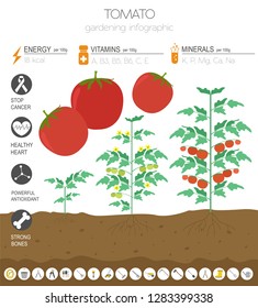 Tomato beneficial features graphic template. Gardening, farming infographic, how it grows. Flat style design. Vector illustration