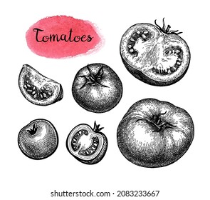 Tomato big set. Ink sketch isolated on white background. Hand drawn vector illustration. Vintage style stroke drawing.