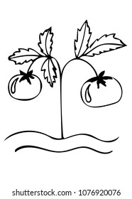 Tomato black line vector icon. Isolated vegetables tomato for menu, card, label, logo. Simple vegetarian food sign.