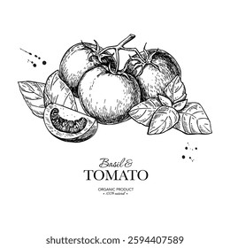 Tomato branch with basil leaves vector drawing. Whole and sliced tomatoes with basil sketch. Hand drawn food illustration. Vegetable and herb flavor ingredients. Package design element, label, banner.