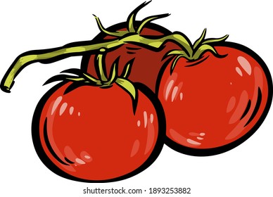 Ilustraciones de ramas de tomate en vector aislado. Icono de rama de tomate dibujado a mano para el diseño de embalaje de comida