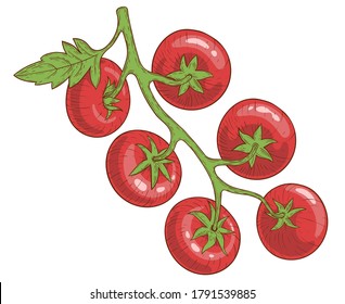 A tomato branch with six tomatoes and a leaf. Hand drawing in color in the style of engraving with shadow and glare. Isolated on a white background. Vector illustration.