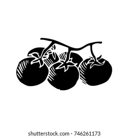 tomato branch vector sketch