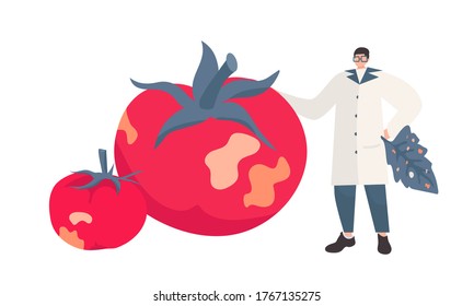 Tomato brown rugose virus (ToBRFV) or Tobamovirus. It causes yellow to brown colored wrinkled, necrotic spots on the fruit. Symptoms finding, testing lab, quality inspector or virologist. Isolated.