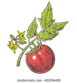 Tomato bunch with leaf. Vector engraved illustration isolated on white background