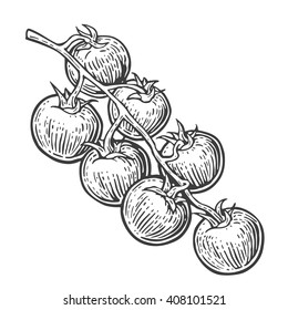 Tomato bunch. Vector engraved illustration isolated on white background.