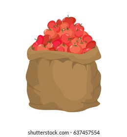 Tomato Burlap bag. sack of vegetables. big crop on farm. sackful Tomatoes