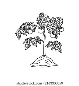 Tomato bush doodle illustration in vector. Tomato bush hand drawn illustration in vector. 