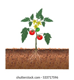 Tomato bush with fruits and flowers. Vector illustration